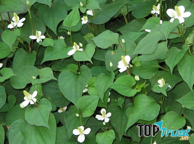 Chữa viêm đường tiết niệu bằng rau diếp cá