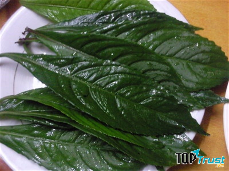 Lá xương sông chữa bệnh viêm họng