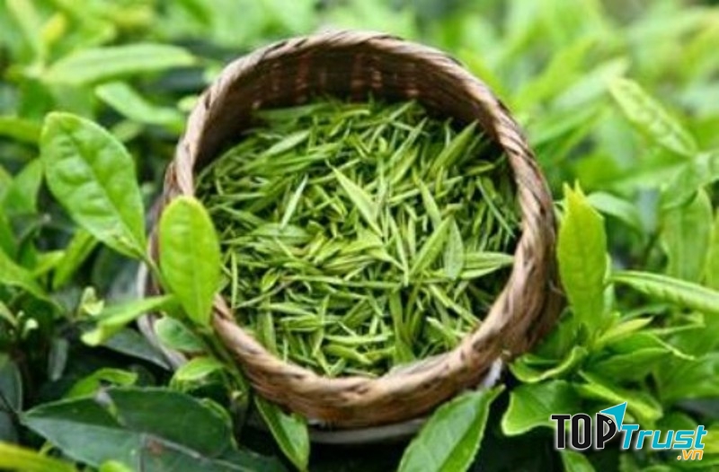 Chữa viêm lợi bằng trà xanh