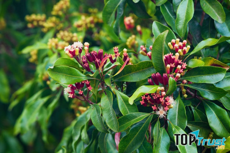 Súc miệng bằng lá đinh hương