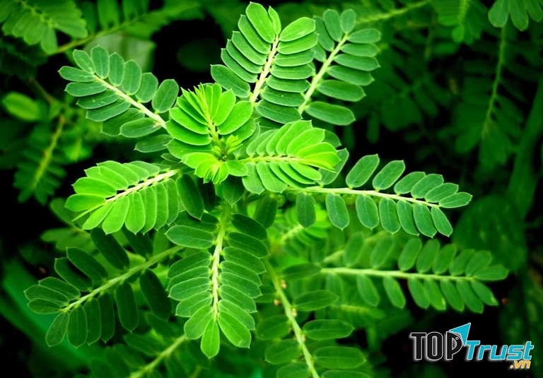 Chữa viêm xoang bằng cây chó đẻ