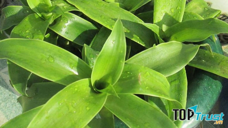 Chữa viêm xoang bằng cây lược vàng