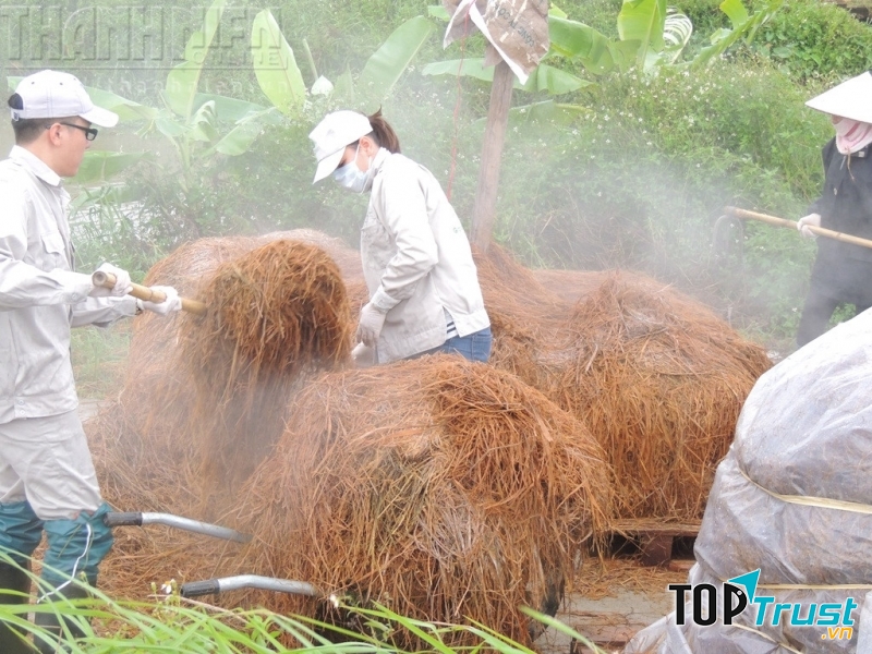 Chuẩn bị vào ủ rơm