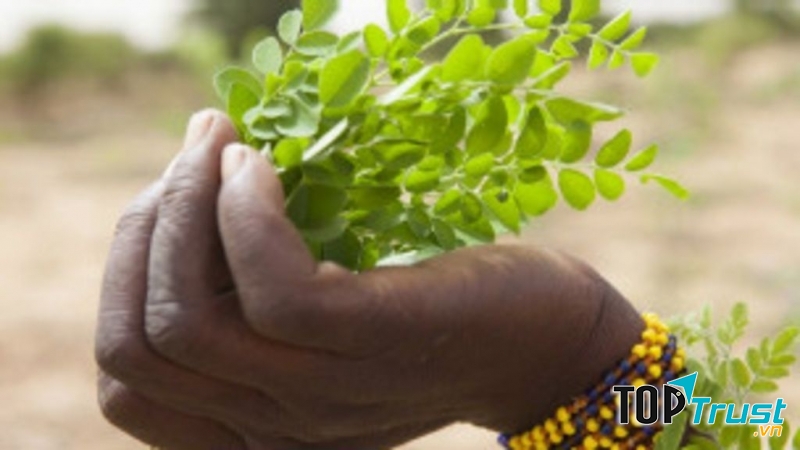 Chùm ngây giúp lưu thông máu huyết, dễ tiêu hóa