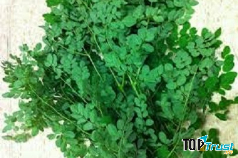 Lá chùm ngây giúp ổn định huyết áp, bảo vệ gan, trị suy nhược