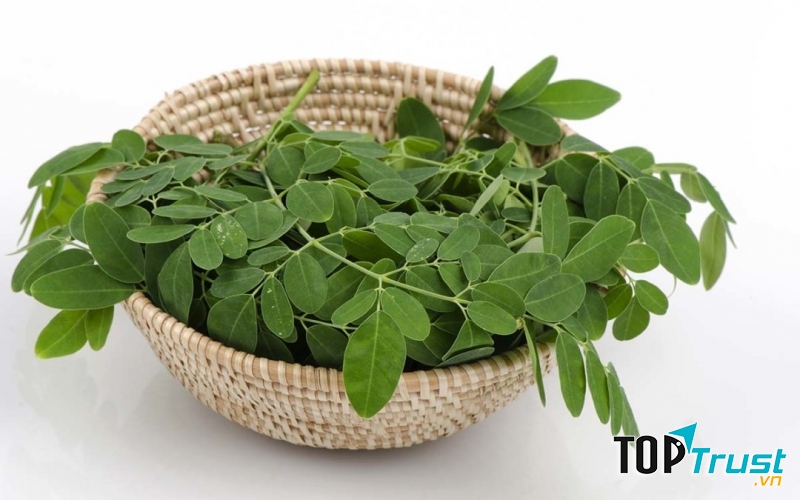 Chùm ngây trị vết thương bị sưng, lên mủ