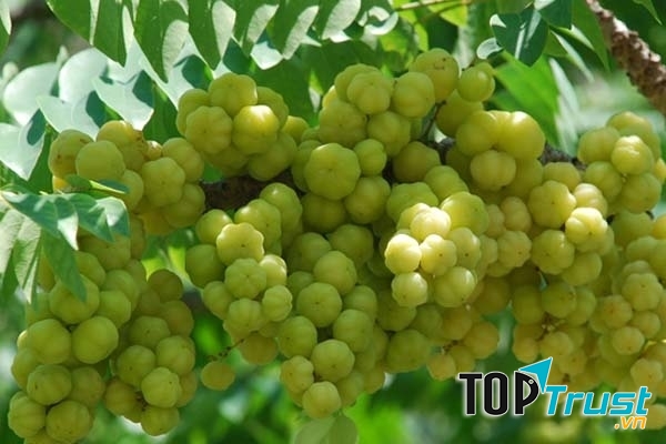 Quả chùm ruột chữa tóc bạc sớm