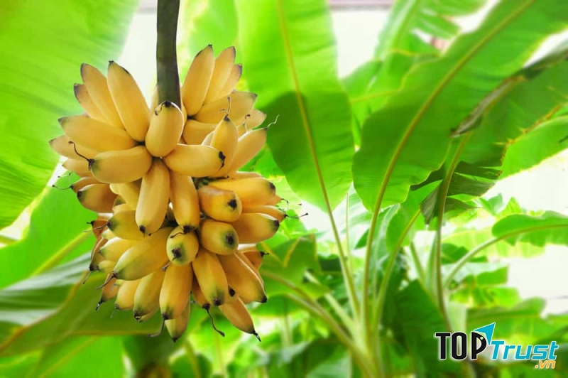Một quả chuối trung bình có 400 mg khoáng chất có lợi cho tim