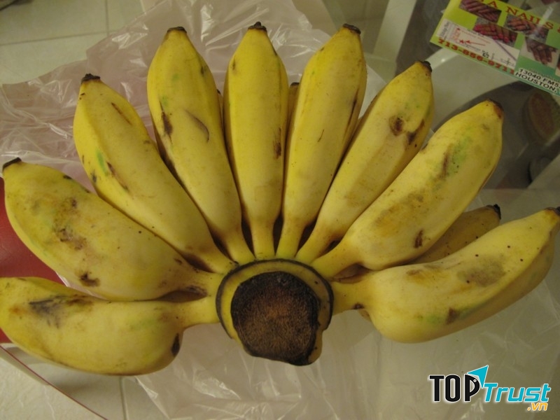 Chuối sứ lợi sữa