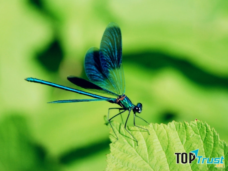 Chuồn chuồn là loài côn trùng rất đẹp