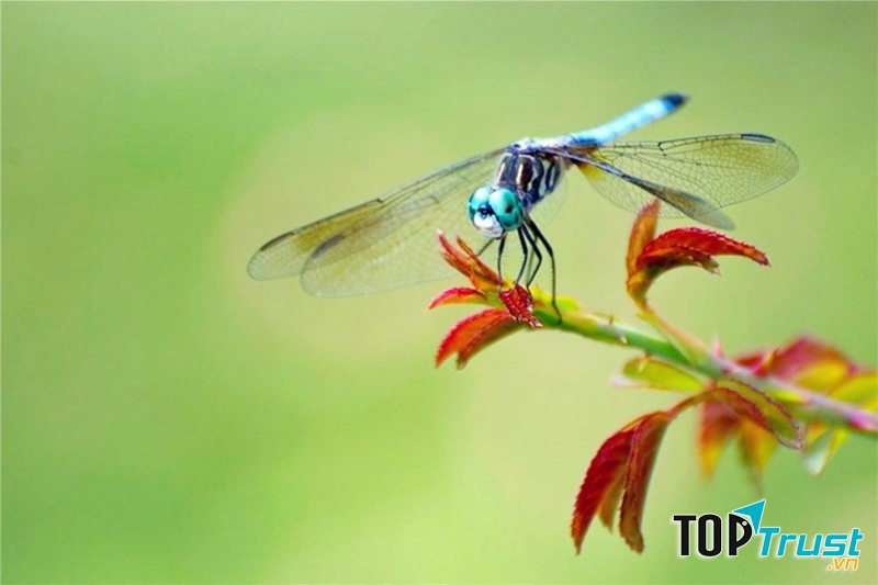 Thể trạng chuồn chuồn khá yếu, không chịu được lạnh nên chúng dễ chết sớm.﻿