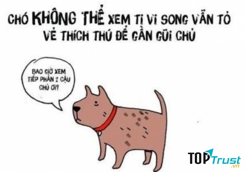 Chó thường tỏ ra thích thú khi xem tivi