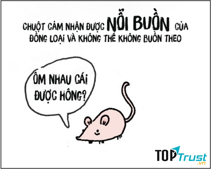 Chuột có cảm nhận đặc biệt về nỗi buồn của đồng loại