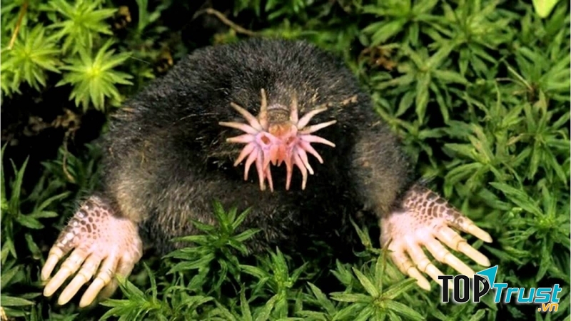 Chuột chũi mũi sao