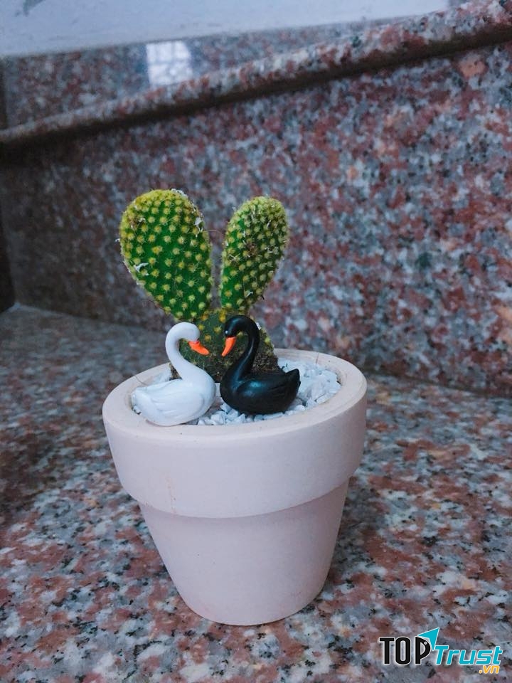 Chuột Garden - Sen Đá, Xương Rồng tại Huế