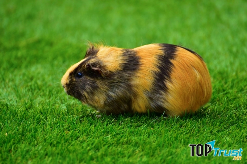 Chuột lang cũng là một động vật dễ thương và gần gũi với con người.