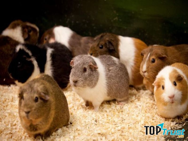 Chuột lang Guinea Pig