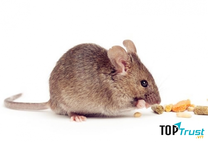 Chuột nhà