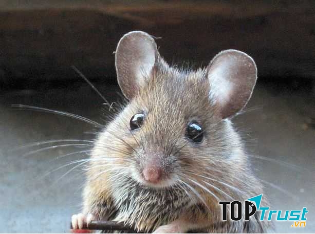 Chuột là một trong những loài có tốc độ sinh sản nhanh nhất trên thế giới.