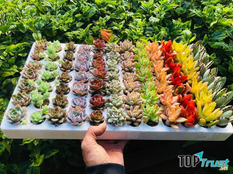 Chuyên bán sỉ lẻ sen đá Đà Lạt