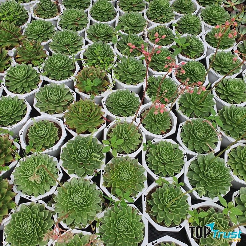 Chuyên bán sỉ lẻ sen đá Đà Lạt