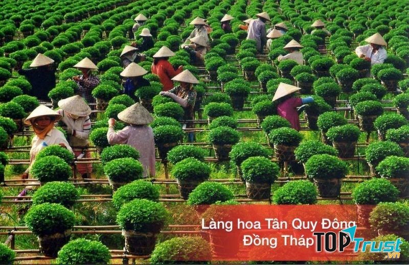 Làng hoa được người dân chăm chút cẩn thận, tỉ mỉ