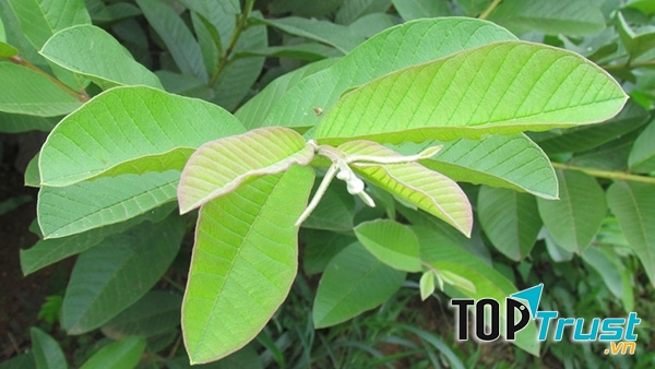 Trị viêm đại tràng bằng lá ổi vừa an toàn vừa hiệu quả