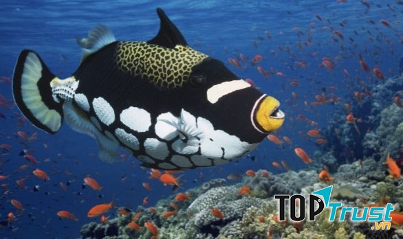 Clown Trigger Fish (Cá Bò Bông Bi)