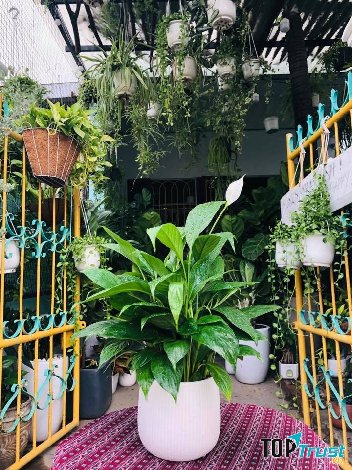 CMT Garden