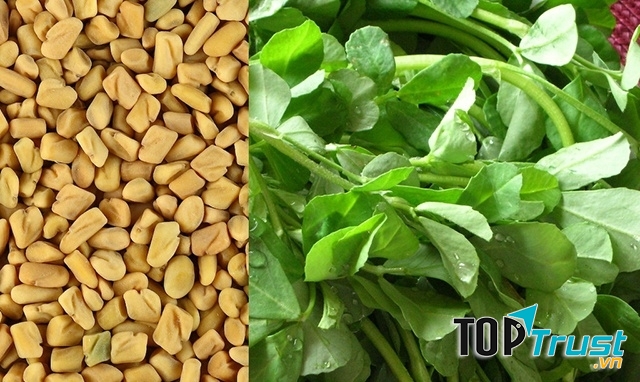 Cỏ cà ri hỗ trợ tiêu hóa