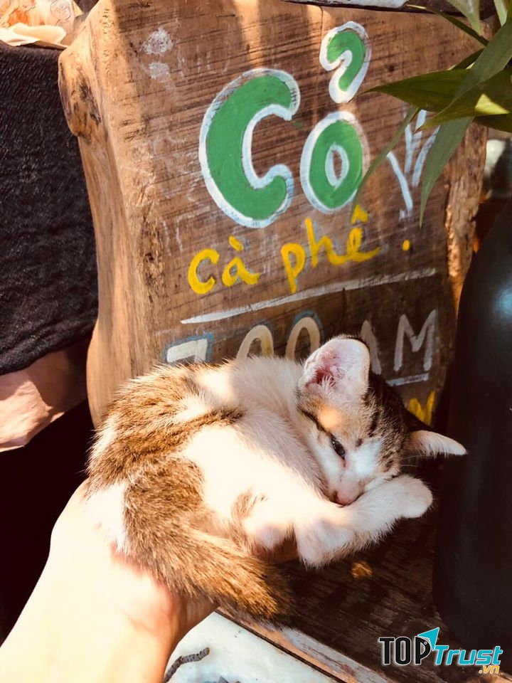 Cỏ Cafe