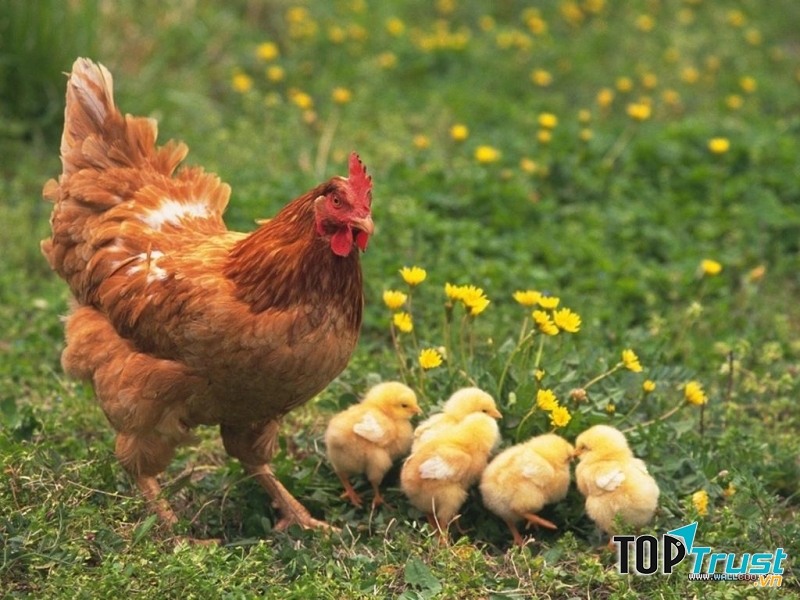 Khi những quả trứng đã nở ra thành những chú gà chiếp rất dễ thương thì lúc này gà mái mơ đã được làm mẹ.