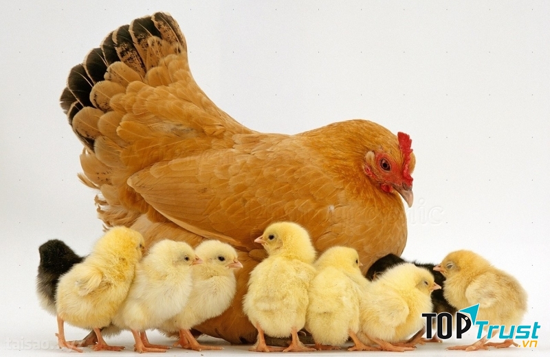 Nhìn hình ảnh cô gà mái mơ bảo vệ, che chở cho đàn con, em rất cảm động. Hình ảnh đó làm em nhớ đến mẹ em, lúc nào cũng quan tâm chăm sóc chị em em từ miếng ăn cho đến giấc ngủ
