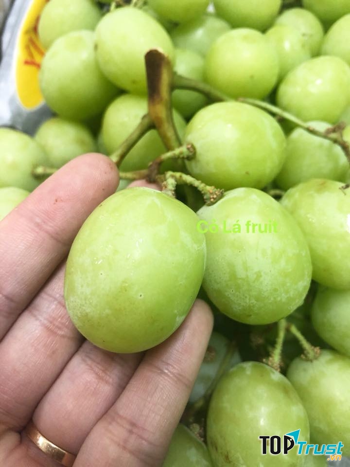 Cỏ Lá Shop - Trái Cây Nhập Khẩu
