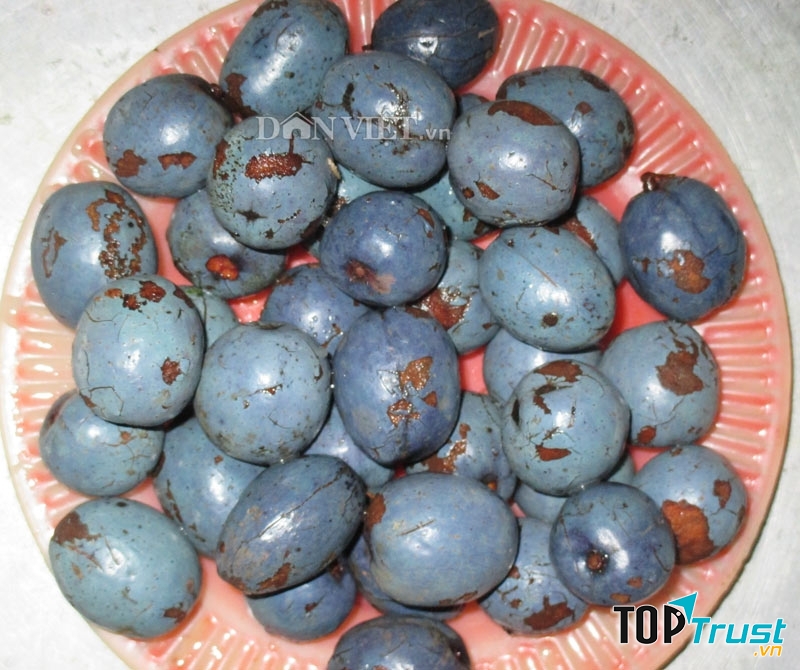 Cọ ỏm Phú Thọ