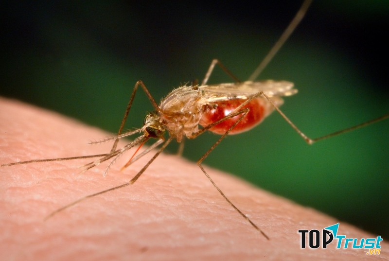 Tỏi giúp giảm sưng tấy, ngứa ngáy do muỗi đốt