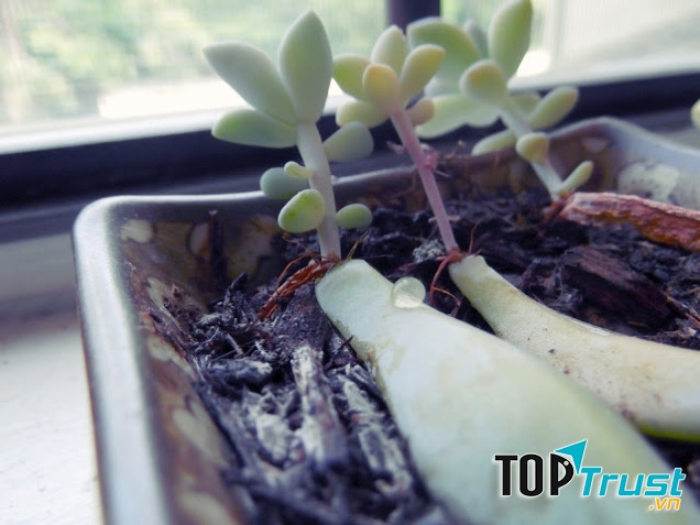 Mầm sen đá đã phát triển