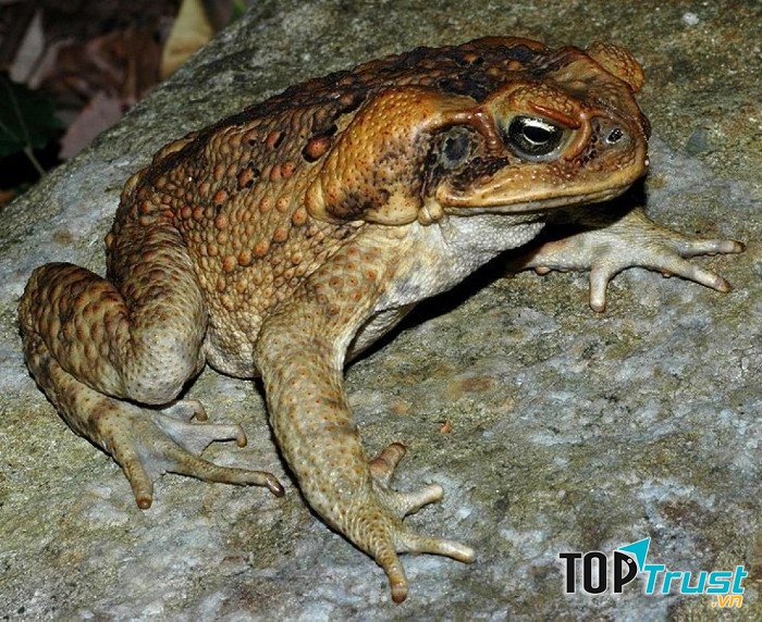 Những con cóc mía thường ăn thịt trứng đồng loại.