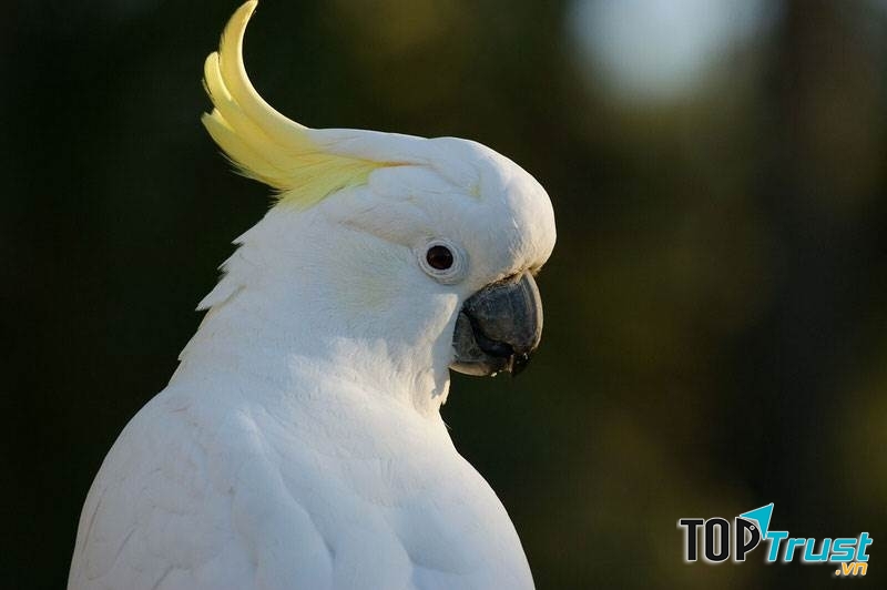 Vẹt mào là loài chim có khả năng nói tiếng người cực tốt bằng cách nghe và bắt chước các loại âm thanh quen thuộc