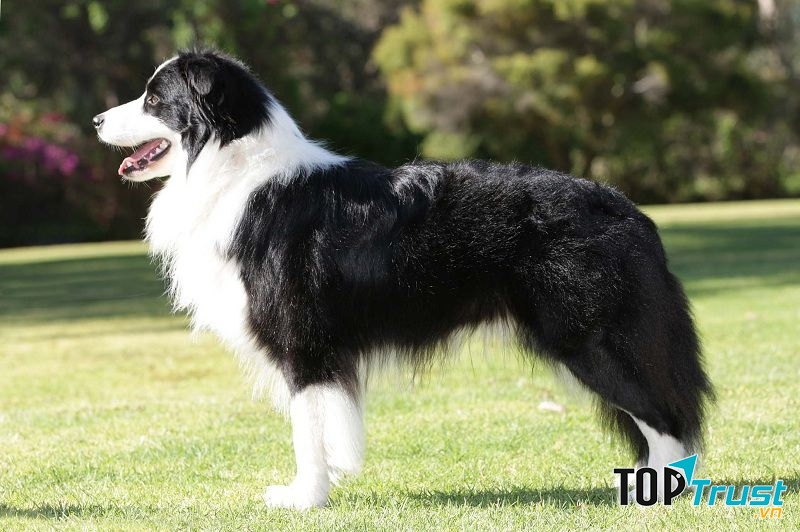 Collie biên giới (Border Collie)