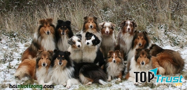 Collie - một trong những loài chó cảnh thông minh nhất thế giới