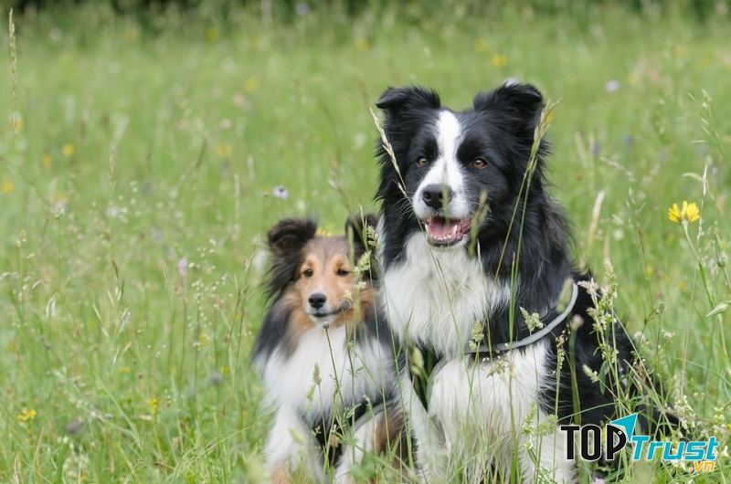 Collie - một trong những loài chó cảnh thông minh nhất thế giới
