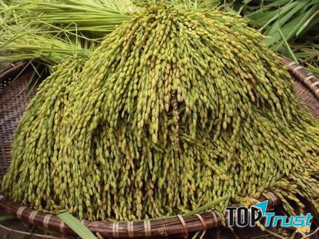 nếp cái hoa vàng tạo nên hương vị đặc trưng cho Cốm Vòng