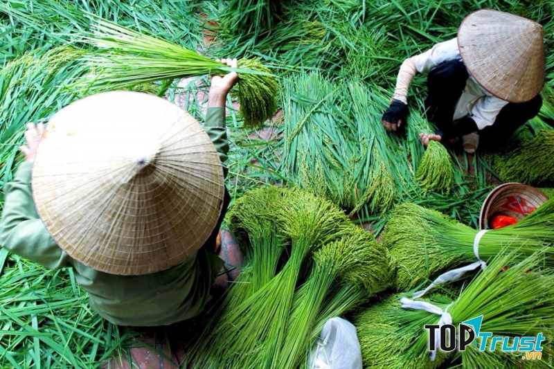 Cũng như làng cốm khác, người làm cốm nơi đây chọn nhặt từ lúa nếp không non quá mà cũng không già quá.