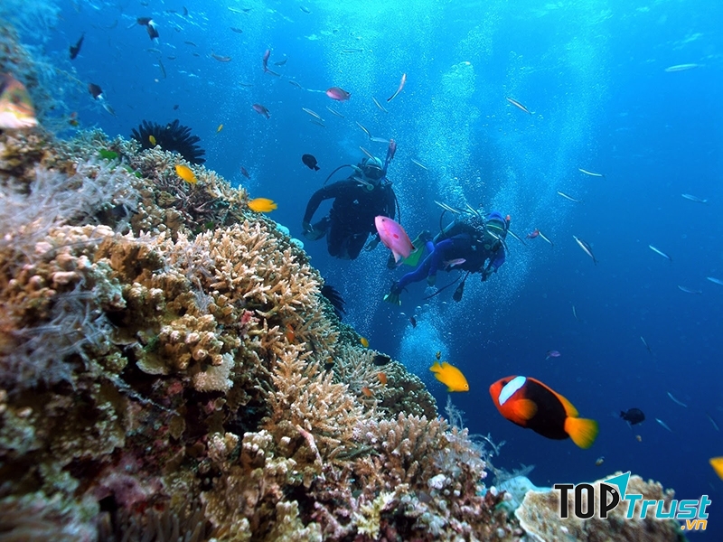 Thời gian lý tưởng để chiêm ngưỡng vẻ đẹp của san hô là từ tháng 3 đến tháng 9