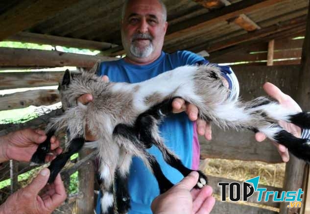 Con Dê Nhện kỳ lạ có 8 chân