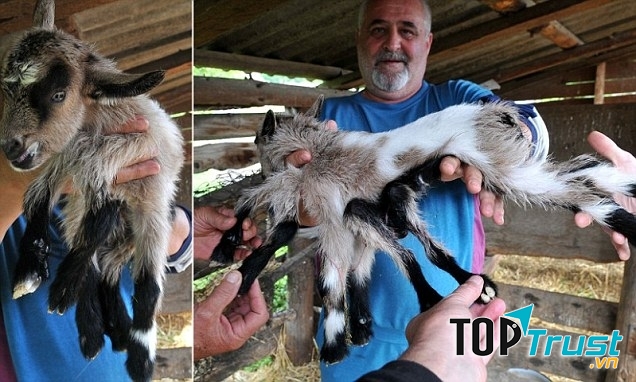 Dê Nhện 8 chân ở Croatia