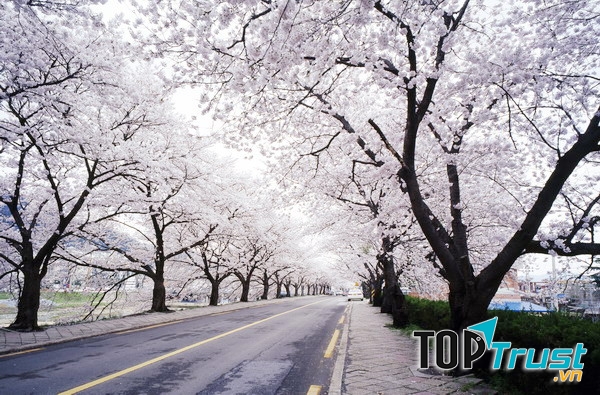 Con đường hoa anh đào - Yunjungno Road