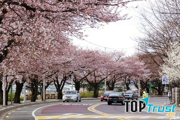 Con đường hoa anh đào - Yunjungno Road