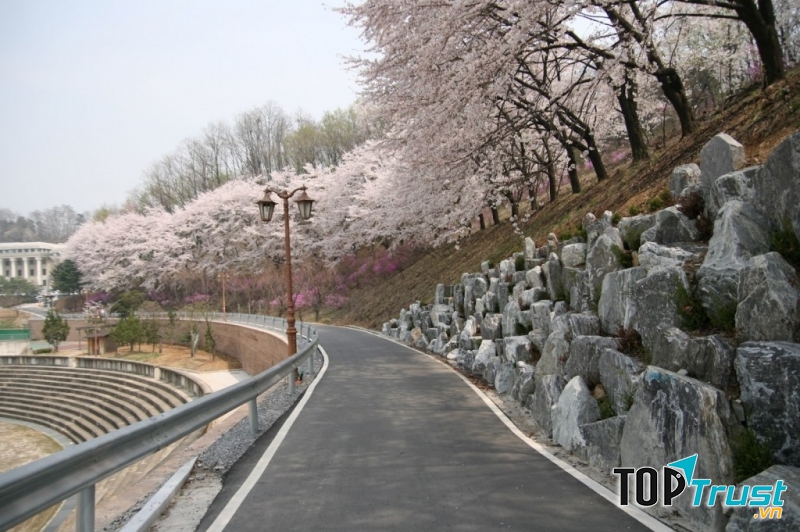 Con đường hoa anh đào